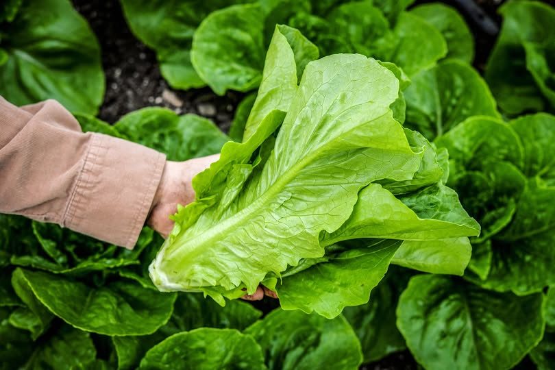 Parris Island Cos Romaine Lettuce Seeds 500pcs Repacked | Crisp Salad Greens | Home Garden Seeds