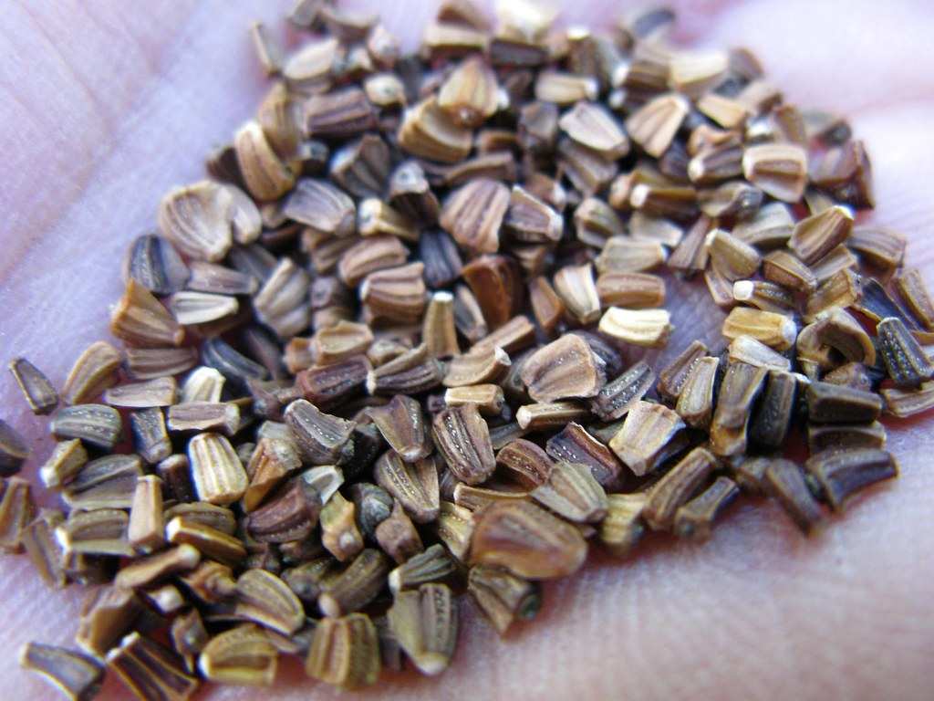 Big Leaf Garland Chrysanthemum Seeds 500pcs Repacked | Home Garden Plants