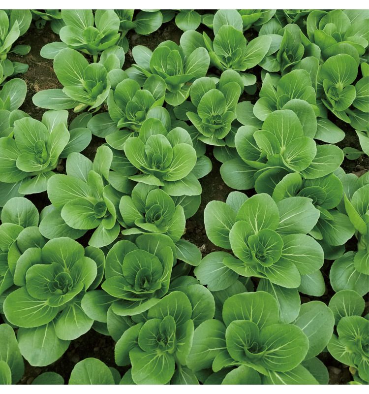 Premium Pack White Pechay Seeds 5,000pcs | High Germination | Fast-Growing Vegetable