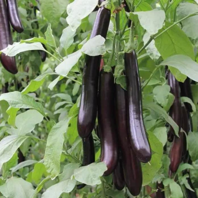 Purple Eggplant Seeds – 150 Repacked Seeds | High-Yield Variety with Glossy Skin & Mild Flavor | Easy to Grow for Home Gardens
