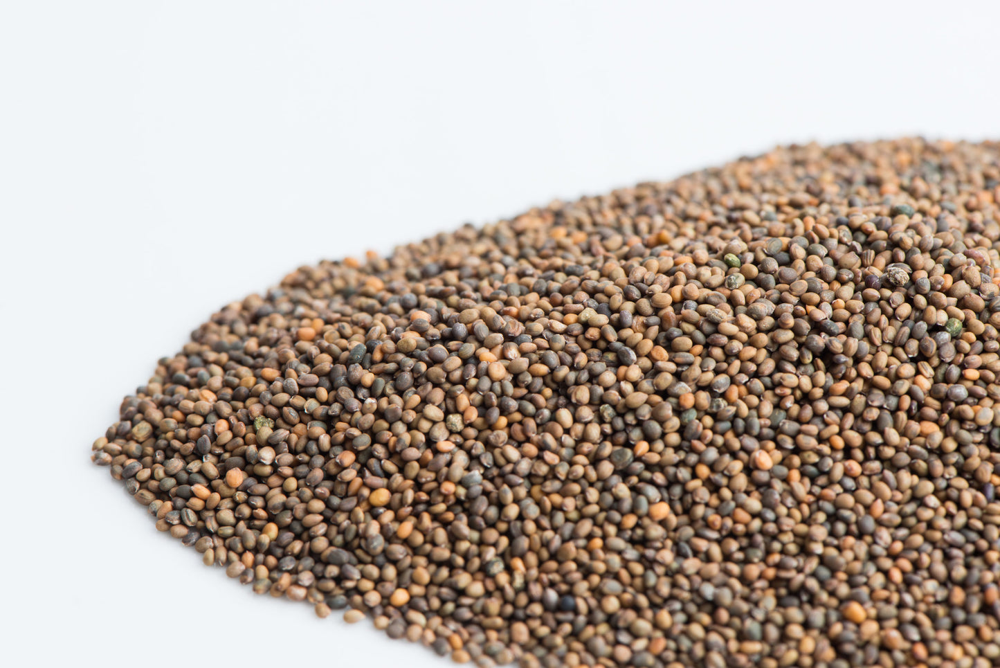 Arugula Seeds – 500 Repacked Seeds | Fast-Growing, Nutritious Leafy Green for Home Gardens