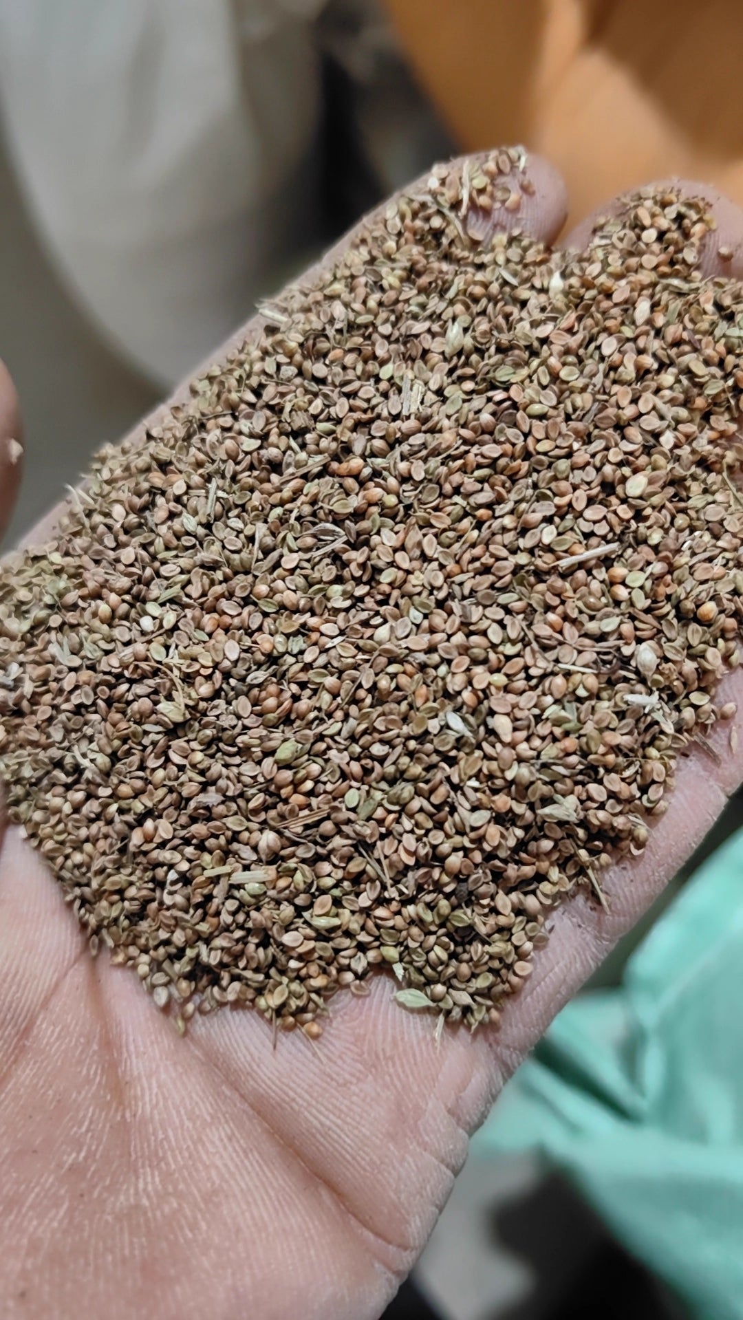 TRIAL PACK BAHIA Grass Lawn Seeds 50grams ( 10,000 seeds )