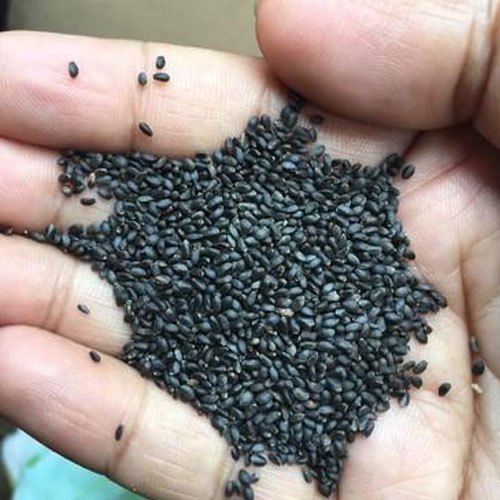 Basil Seeds – Fresh, Aromatic Culinary Herb (100 Seeds)