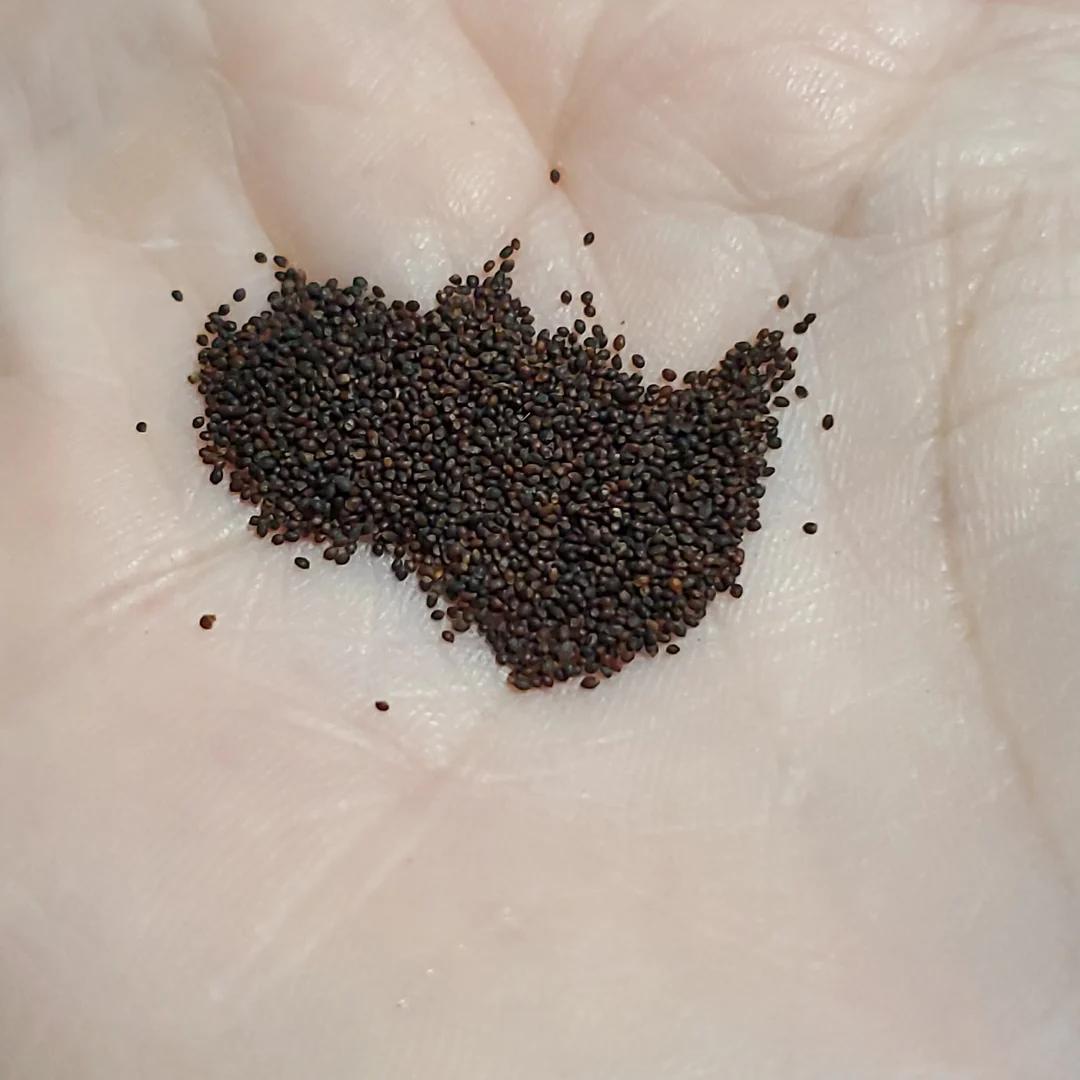 Natural Mint Herb Seeds (500 seeds)