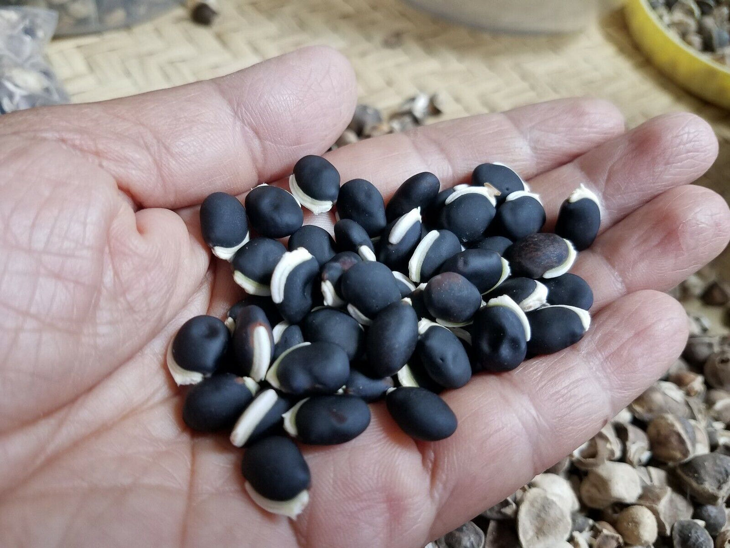 Green Hyacinth Seeds 5 pcs | Heirloom Vine Bean | Fast Growing Climbing Vegetable for Home Garden
