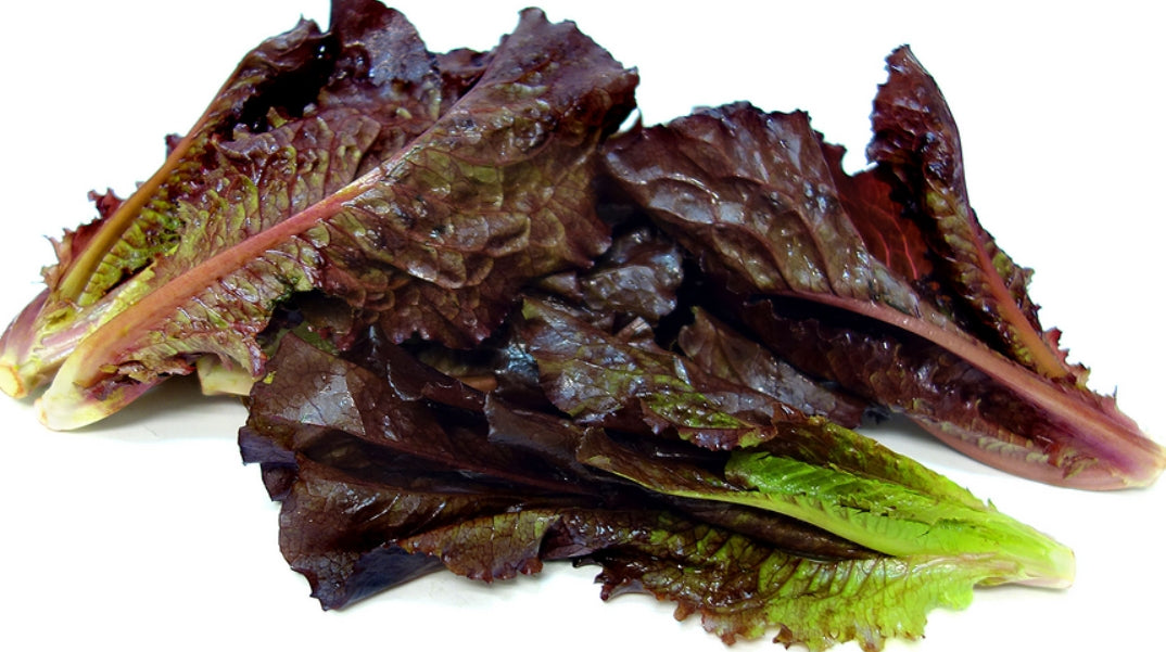 Baby Red Romaine Lettuce Seeds 500pcs Repacked | Crisp Salad Greens | Home Garden Vegetable Seeds