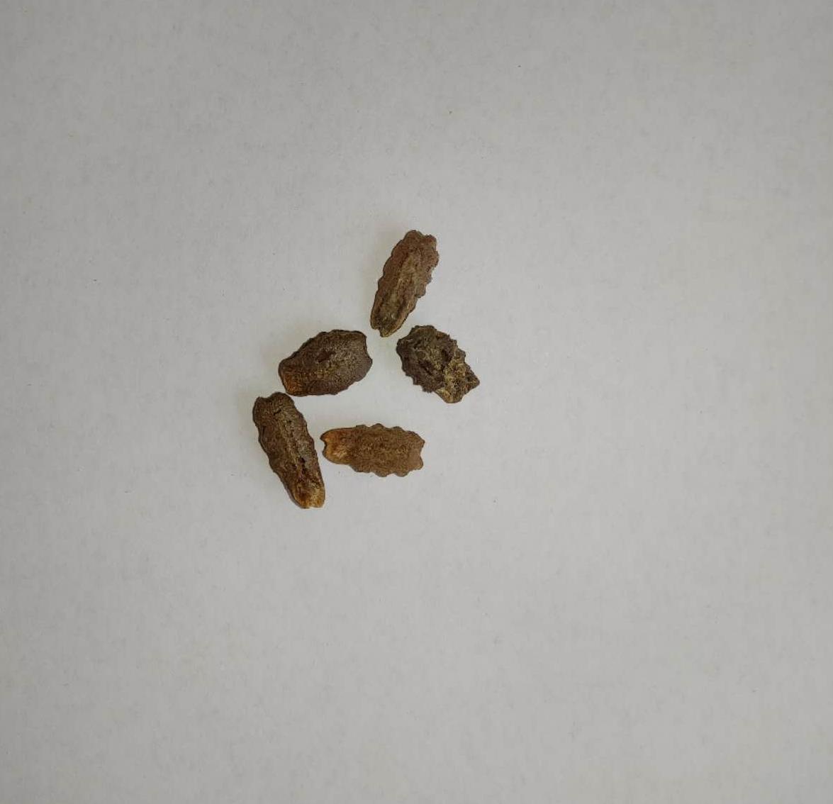 Snake Gourd Bean Vegetable Seeds (5 seeds)