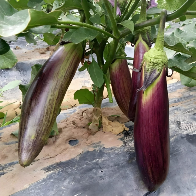 Bamboo Silk Eggplant Seeds – 150 Repacked Seeds | Rare, High-Yield Variety with Smooth Skin & Rich Flavor | Non-GMO, Easy to Grow for Home Gardens