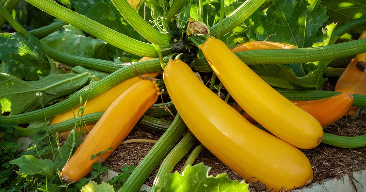 Yellow Long Zucchini Seeds – 5 pcs
