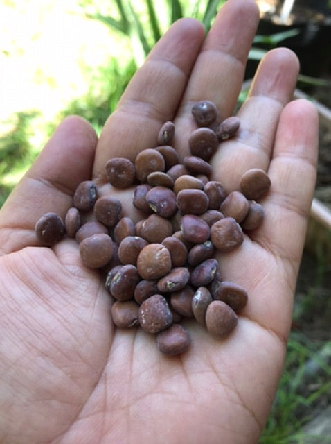 Singkamas Seeds (Jicama) – Crisp, Sweet Root Vegetable | 15 Seeds