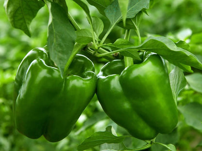 Green Bell Pepper 100 Seeds – High Germination, Sweet Crisp Peppers for Home Gardens