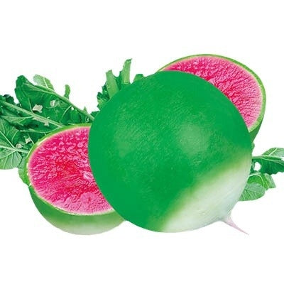 Green Round Daikon Red Core Radish Seeds 100pcs Repacked | Heirloom Edible Vegetable | Home Garden Seeds