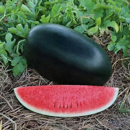 Hybrid Black Oval Watermelon Seeds 15pcs Repacked | Sweet Juicy Large Watermelon | Home Garden Seeds