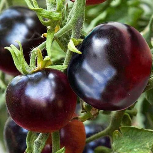 Big Black Tomato Seeds 50pcs Repacked | Heirloom Dark Purple Tomato | Sweet Juicy High Yield | Home Garden Vegetable Seeds