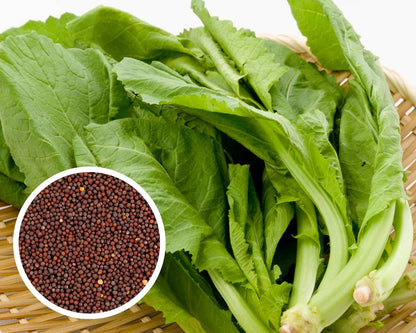 Green Mustasa Seeds 500pcs Repacked | Mustard Greens Leafy Vegetable | Fast Growing Easy Plant | Home Garden Seeds