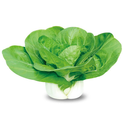 Premium Pack White Pechay Seeds 5,000pcs | High Germination | Fast-Growing Vegetable