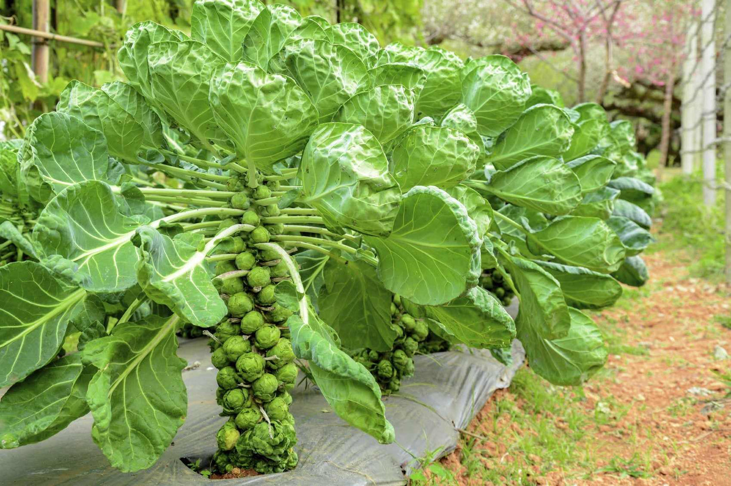 Brussel Sprouts Vegetable Seeds ( 100 seeds )