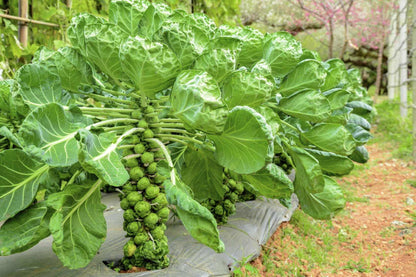 Brussel Sprouts Vegetable Seeds ( 100 seeds )
