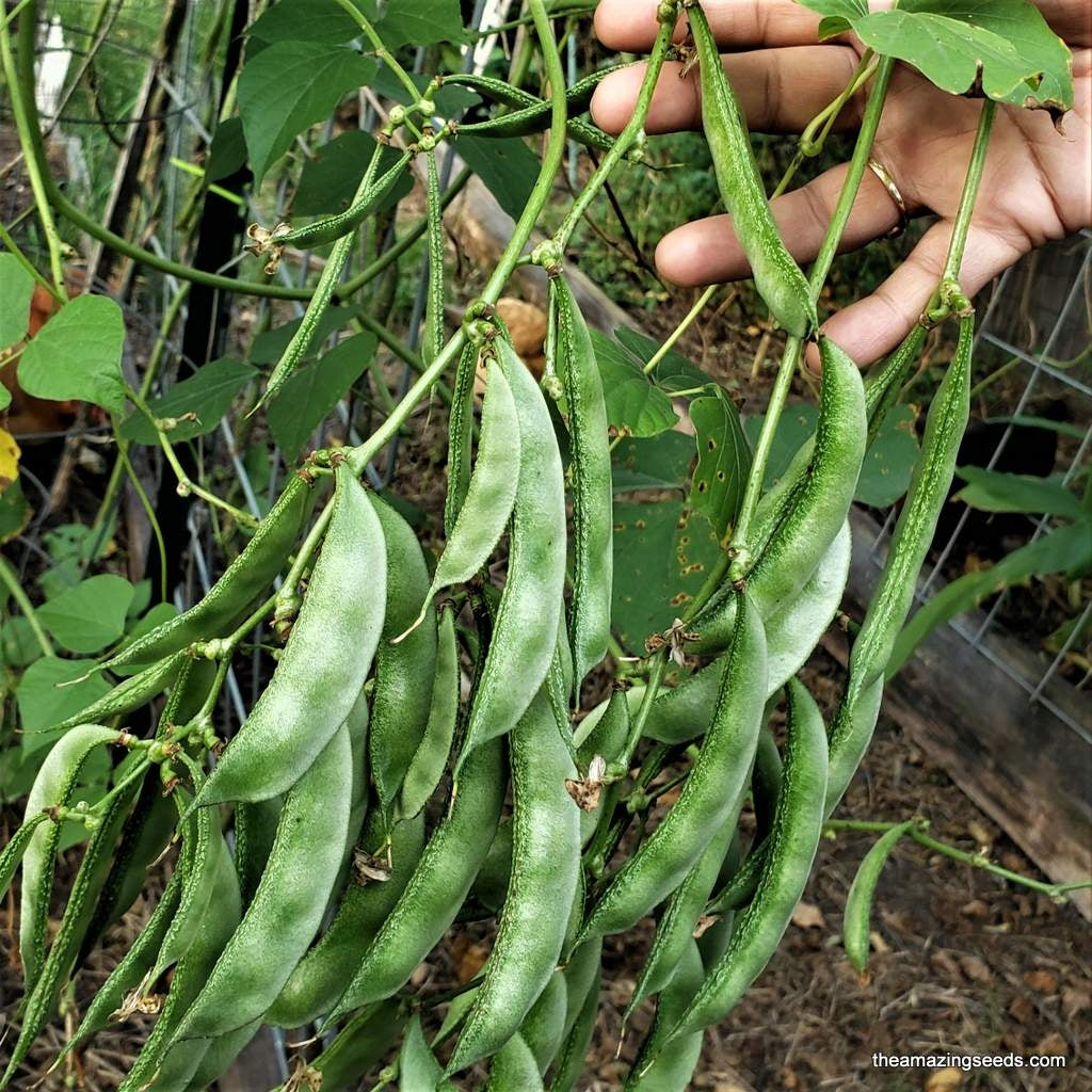Green Hyacinth Seeds 5 pcs | Heirloom Vine Bean | Fast Growing Climbing Vegetable for Home Garden