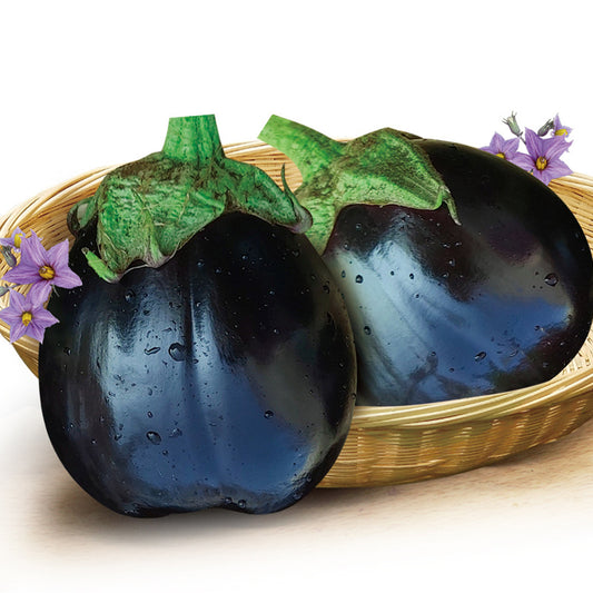 Black Purple Barbarella  Eggplant Seeds – 150 Repacked Seeds | Deep Purple Variety with Smooth Skin & Rich Flavor | Easy to Grow for Home Gardens