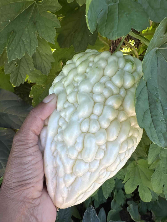 White Apple Ampalaya Seeds (5 pcs) | Rare Heirloom Bitter Gourd | Fast Growing Vine Vegetable for Tropical Home Garden