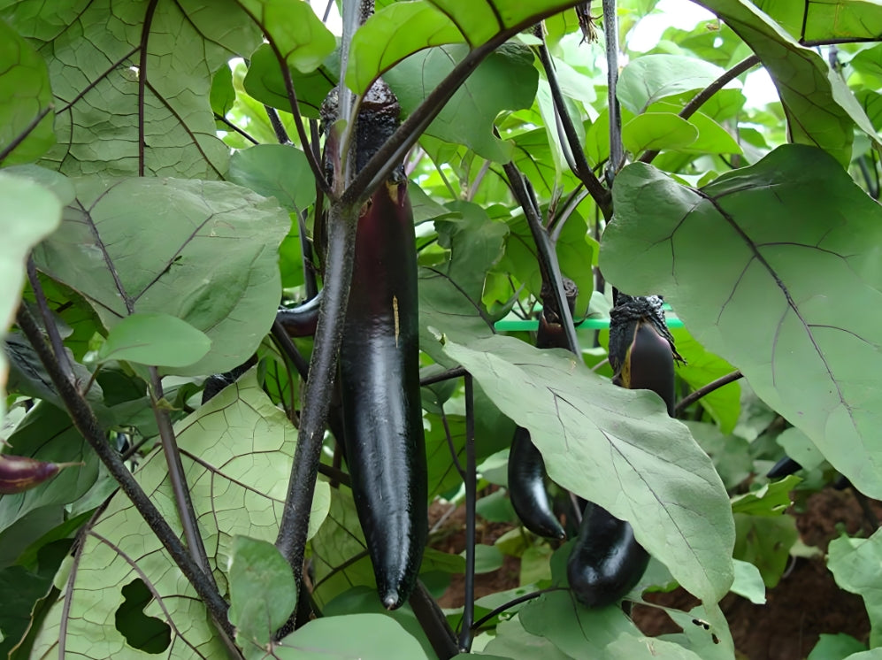 Black Eggplant Seeds – 150 Repacked Seeds | Deep Purple-Black Variety with Smooth Skin & Rich Flavor | Easy to Grow for Home Gardens