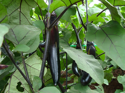 Black Eggplant Seeds – 150 Repacked Seeds | Deep Purple-Black Variety with Smooth Skin & Rich Flavor | Easy to Grow for Home Gardens