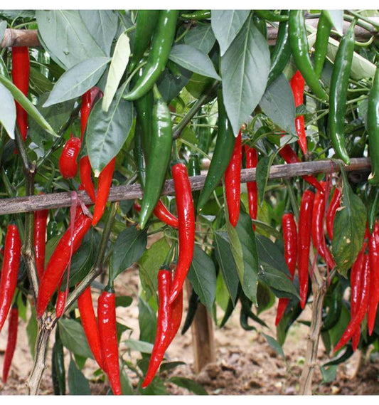 Sili Pangsigang 100 Seeds - Mild Chili Pepper, Pang Sigang, Garden Seeds