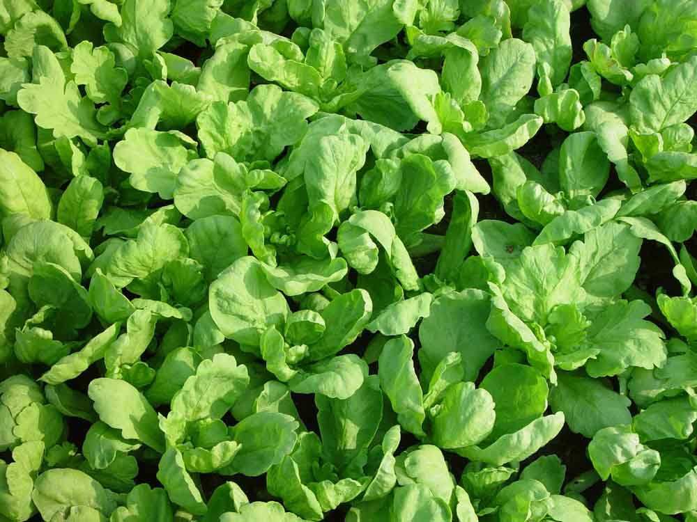 Big Leaf Garland Chrysanthemum Seeds 500pcs Repacked | Home Garden Plants