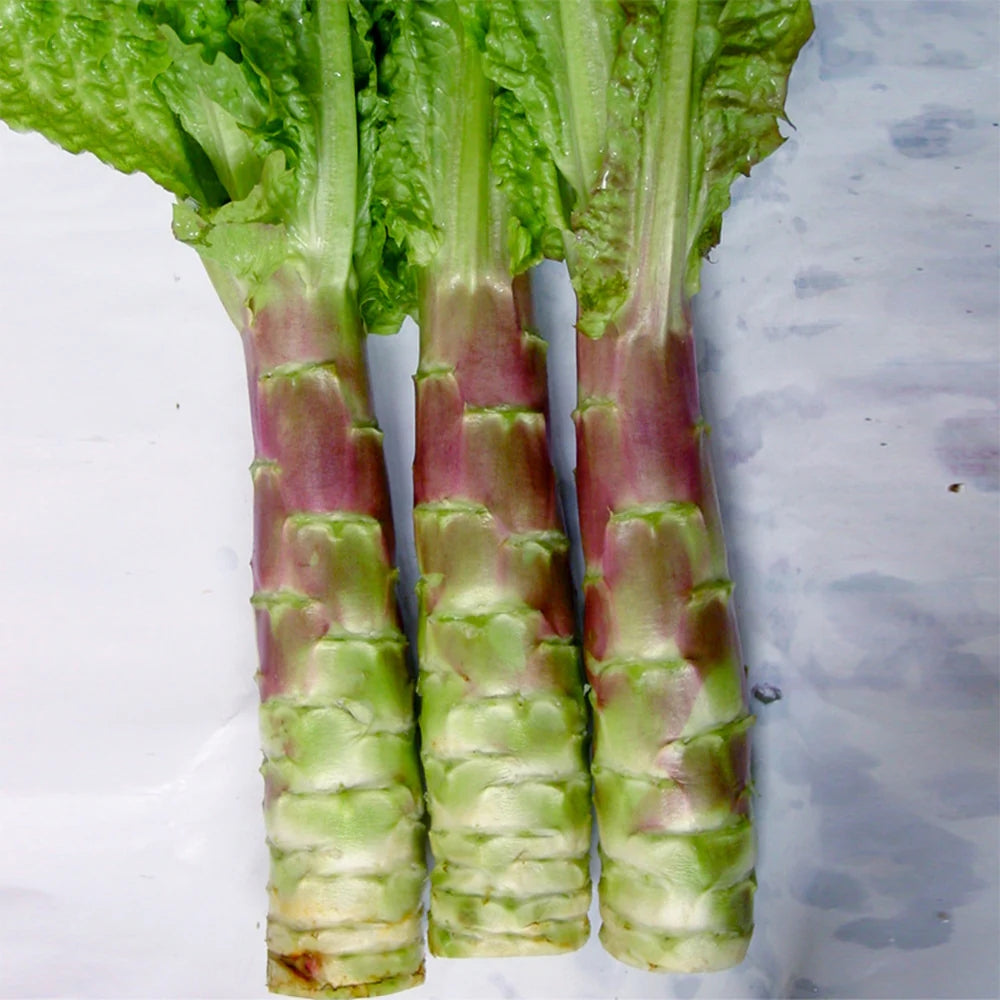 Red Stem Asparagus Lettuce 500 Seeds