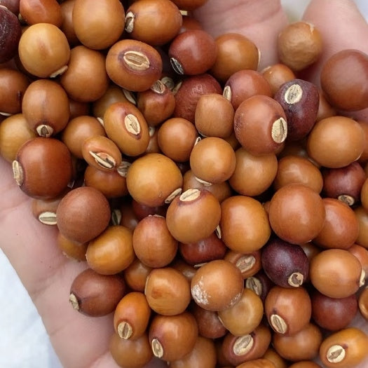 Winged Bean (Sigarilyas) Seeds – 5 Seeds | High-Yield, Nutritious Vegetable for Home Gardening