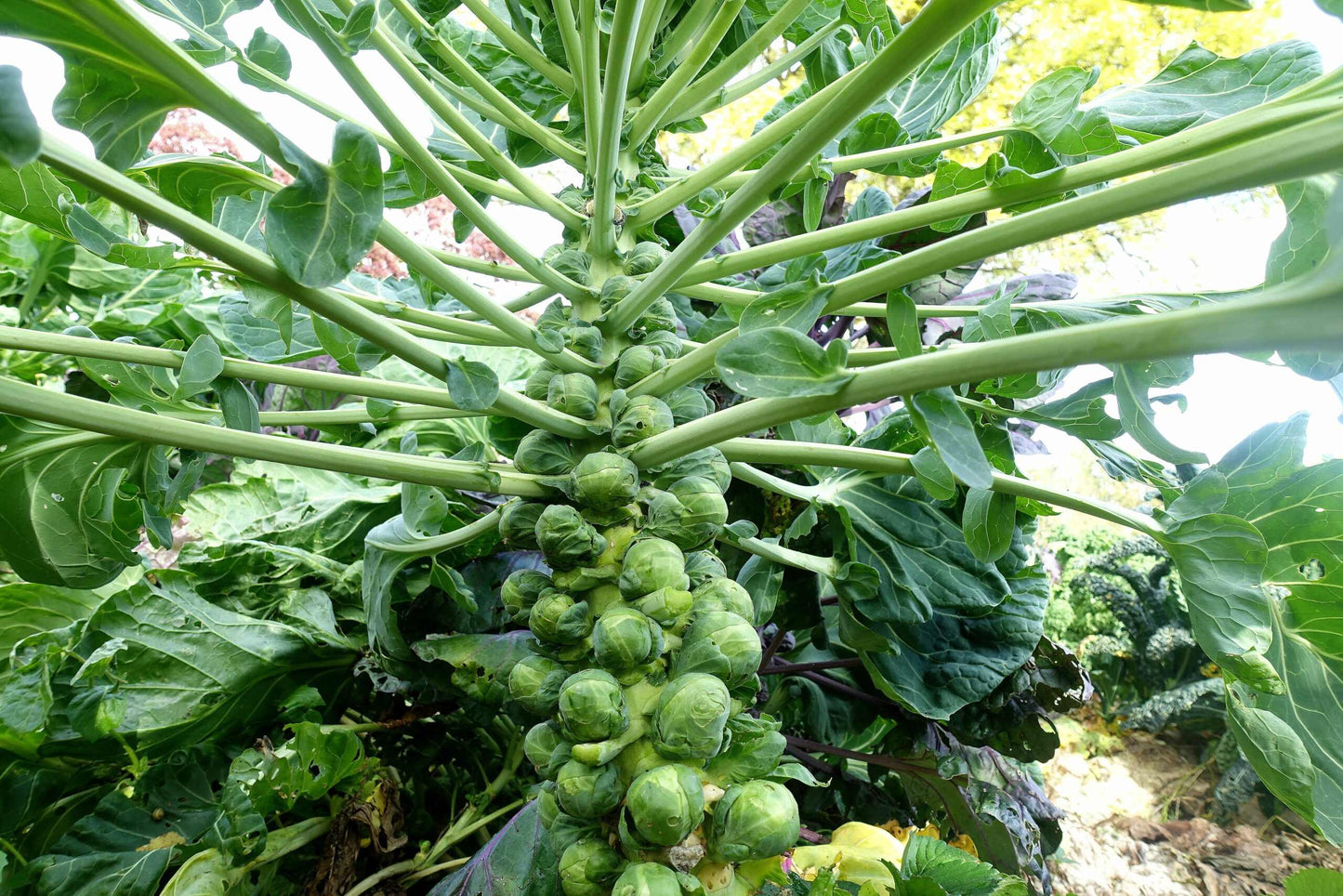 Brussel Sprouts Vegetable Seeds ( 100 seeds )