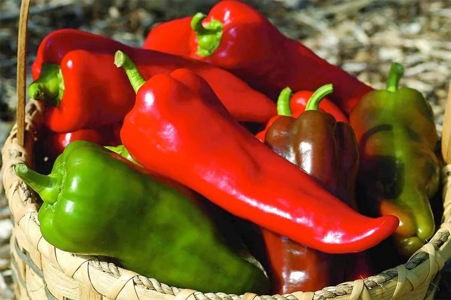 Sweet Italian Pepper Seeds – 150 Repacked Premium Seeds for Home Garden