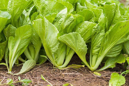 Green Mustasa Seeds 500pcs Repacked | Mustard Greens Leafy Vegetable | Fast Growing Easy Plant | Home Garden Seeds