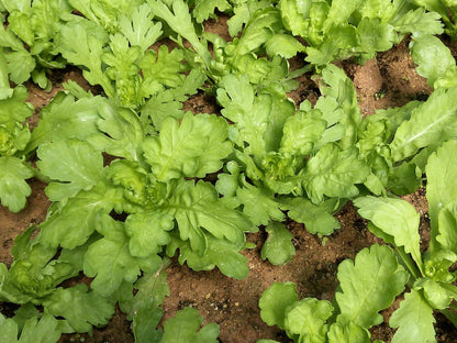 Big Leaf Garland Chrysanthemum Seeds 500pcs Repacked | Home Garden Plants