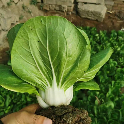 Premium Pack White Pechay Seeds 5,000pcs | High Germination | Fast-Growing Vegetable