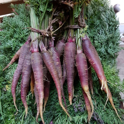 Purple Carrot Seeds 300pcs Repacked | Cosmic Purple Heirloom Vegetable Seeds | Home Garden Carrot