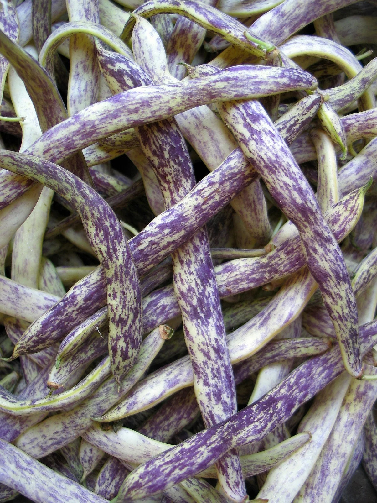 Leopard Stripe Long Bean 20 Seeds