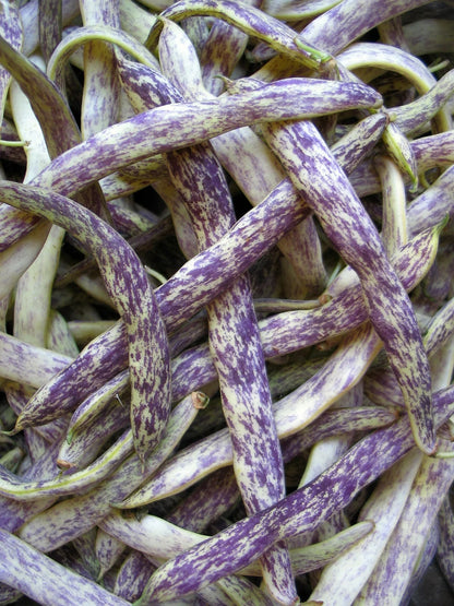 Leopard Stripe Long Bean 20 Seeds