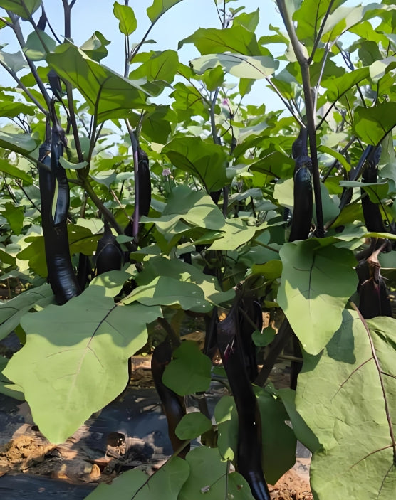 Black Eggplant Seeds – 150 Repacked Seeds | Deep Purple-Black Variety with Smooth Skin & Rich Flavor | Easy to Grow for Home Gardens