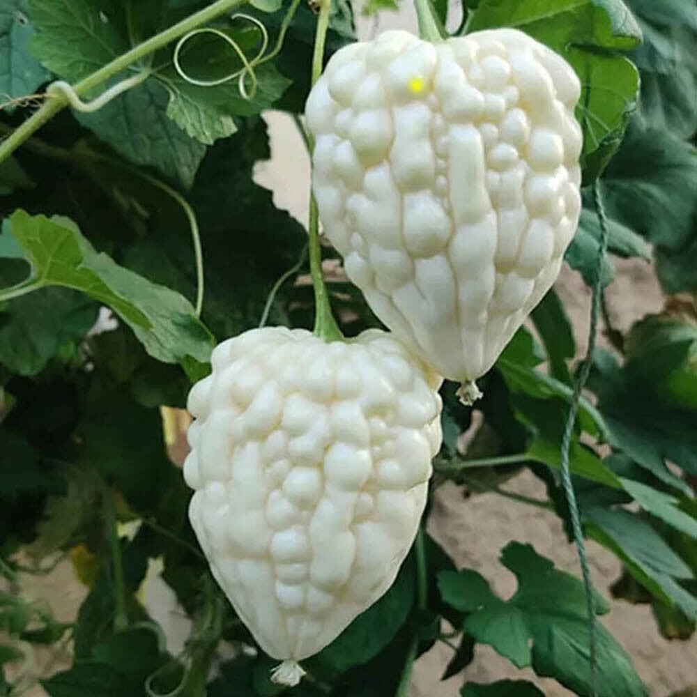 White Apple Ampalaya Seeds (5 pcs) | Rare Heirloom Bitter Gourd | Fast Growing Vine Vegetable for Tropical Home Garden