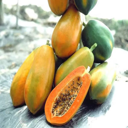 Red Lady Papaya Seeds – Sweet Red Flesh, Fast Growing Hybrid (20 Seeds)
