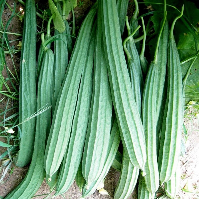 Patola Tagalog Seeds (Sponge Gourd) – Filipino Vegetable | 10 Seeds