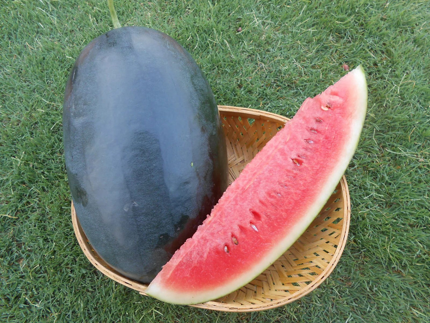 Hybrid Black Oval Watermelon Seeds 15pcs Repacked | Sweet Juicy Large Watermelon | Home Garden Seeds