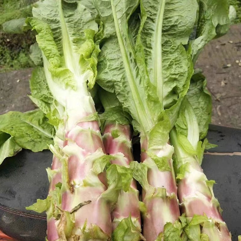 Red Stem Asparagus Lettuce 500 Seeds