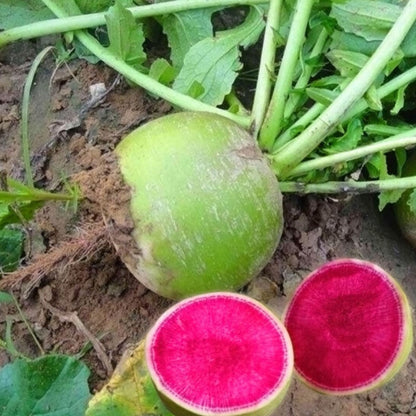 Green Round Daikon Red Core Radish Seeds 100pcs Repacked | Heirloom Edible Vegetable | Home Garden Seeds