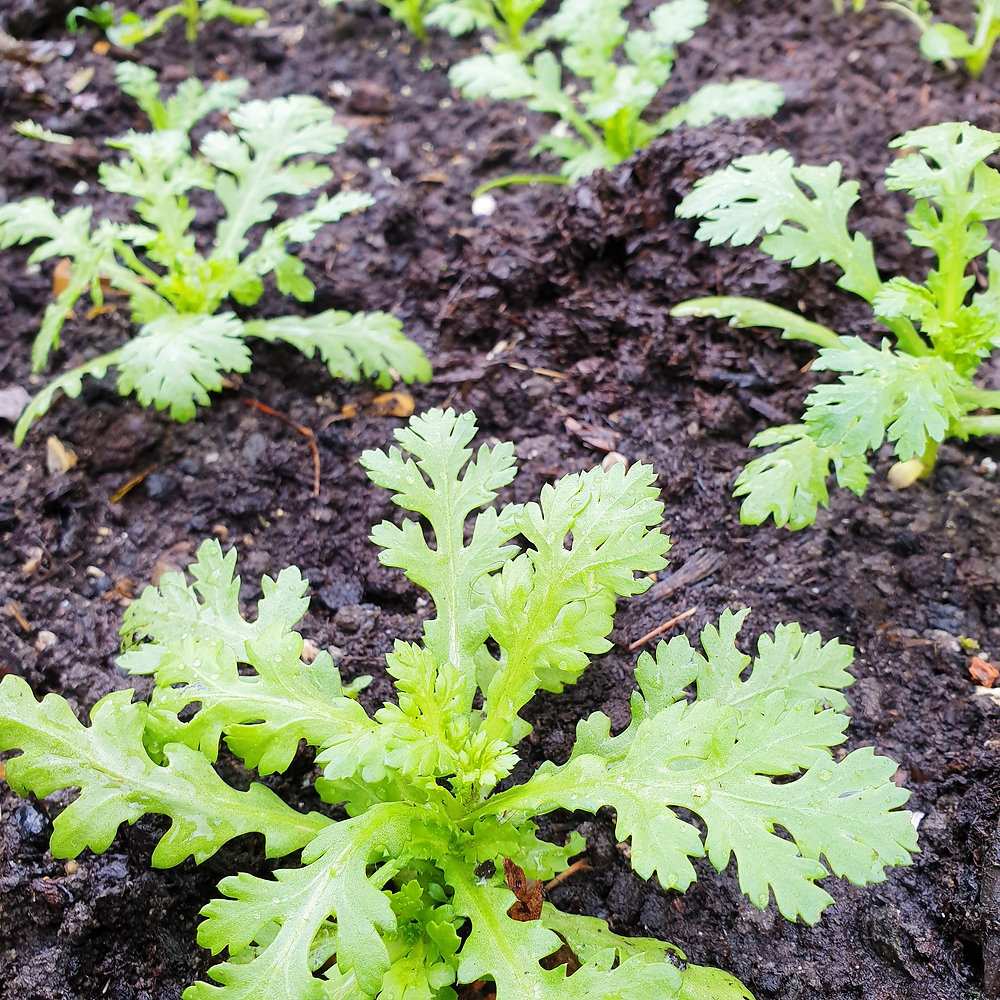 Small Leaf Garland Seeds 500pcs Repacked | Ornamental Climbing Vine | Home Garden Plants