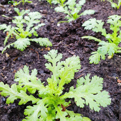 Small Leaf Garland Seeds 500pcs Repacked | Ornamental Climbing Vine | Home Garden Plants