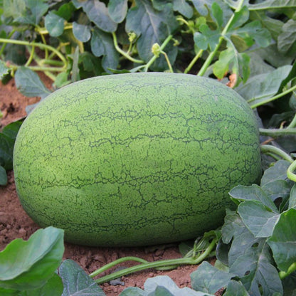 August Ambrosia Watermelon Seeds 15pcs Repacked | Sweet Juicy Heirloom Watermelon | Home Garden Seeds