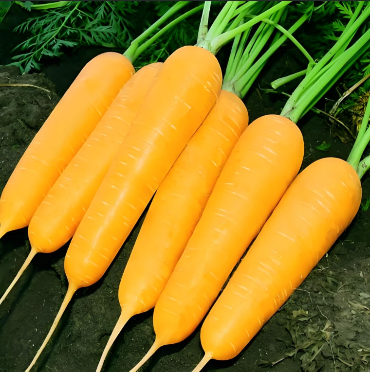 Yellow Carrot Seeds 300pcs Repacked | Sweet Heirloom Vegetable Seeds | Home Garden Carrots